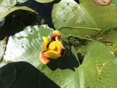 Nuphar