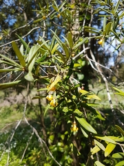 Pittosporum bicolor