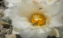 Macrotera