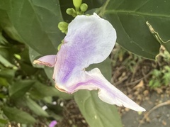 Brunfelsia