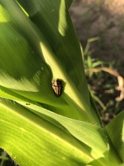 Homalodisca insolita