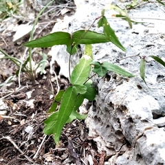 Passiflora tenuiloba