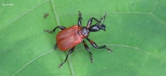 Apoderus jekelii