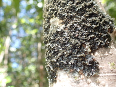 Pseudocyphellaria dissimilis