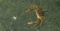 Portunidae