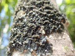 Pseudocyphellaria dissimilis