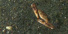 Portunidae