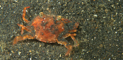 Portunidae