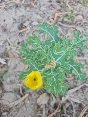 Argemone mexicana