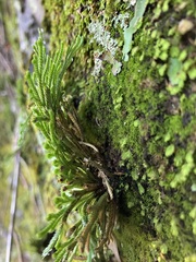 Selaginella tamariscina