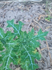 Argemone mexicana