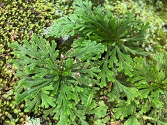 Selaginella tamariscina