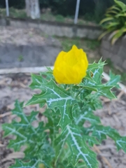 Argemone mexicana