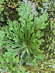 Selaginella tamariscina