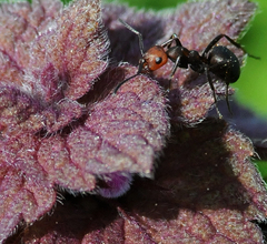 Formica obscuripes