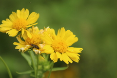 Acmaeodera haemorrhoa