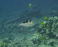 Monotaxis grandoculis