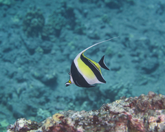 Zanclus cornutus