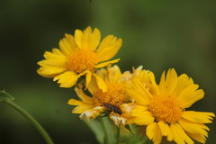 Acmaeodera haemorrhoa