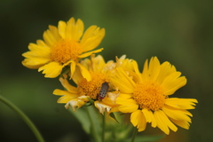 Acmaeodera haemorrhoa