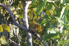 Colaptes rubiginosus