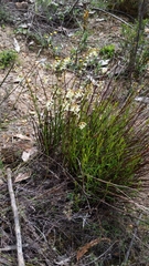 Stackhousia aspericocca
