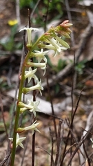 Stackhousia aspericocca