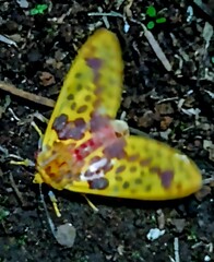 Symphlebia