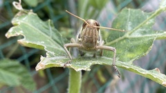 Patanga japonica