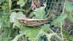 Patanga japonica
