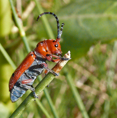 Tetraopes femoratus