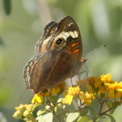 Junonia coenia coenia