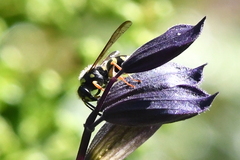 Ancistrocerus bustamente