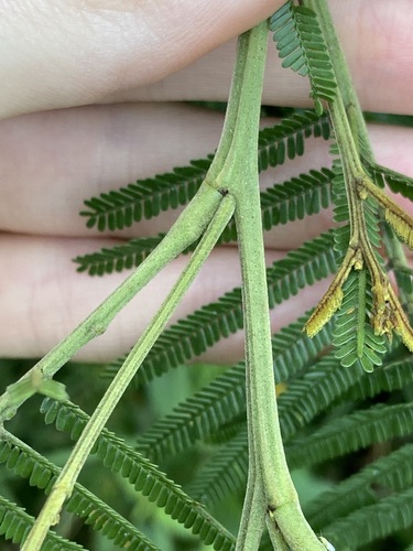 Image of Acacia parramattensis by (c) Thomas Mesaglio, some rights reserved (CC BY)