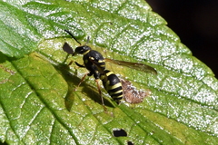 Ancistrocerus bustamente