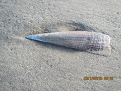 Atrina zelandica
