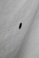 Eucosma ochroterminana