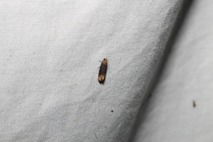 Eucosma ochroterminana