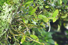 Epidendrum melistagum