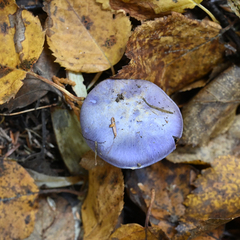 Cortinarius subfoetidus