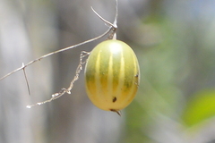 Polyclathra cucumerina