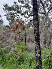 Banksia grandis