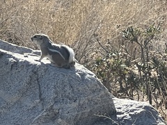 Ammospermophilus leucurus