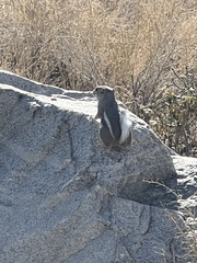 Ammospermophilus leucurus