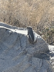 Ammospermophilus leucurus