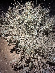 Atriplex confertifolia