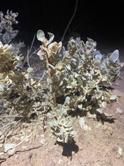 Atriplex confertifolia