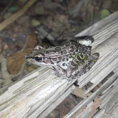Lithobates forreri