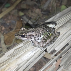 Lithobates forreri