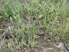 Plantago myosuros